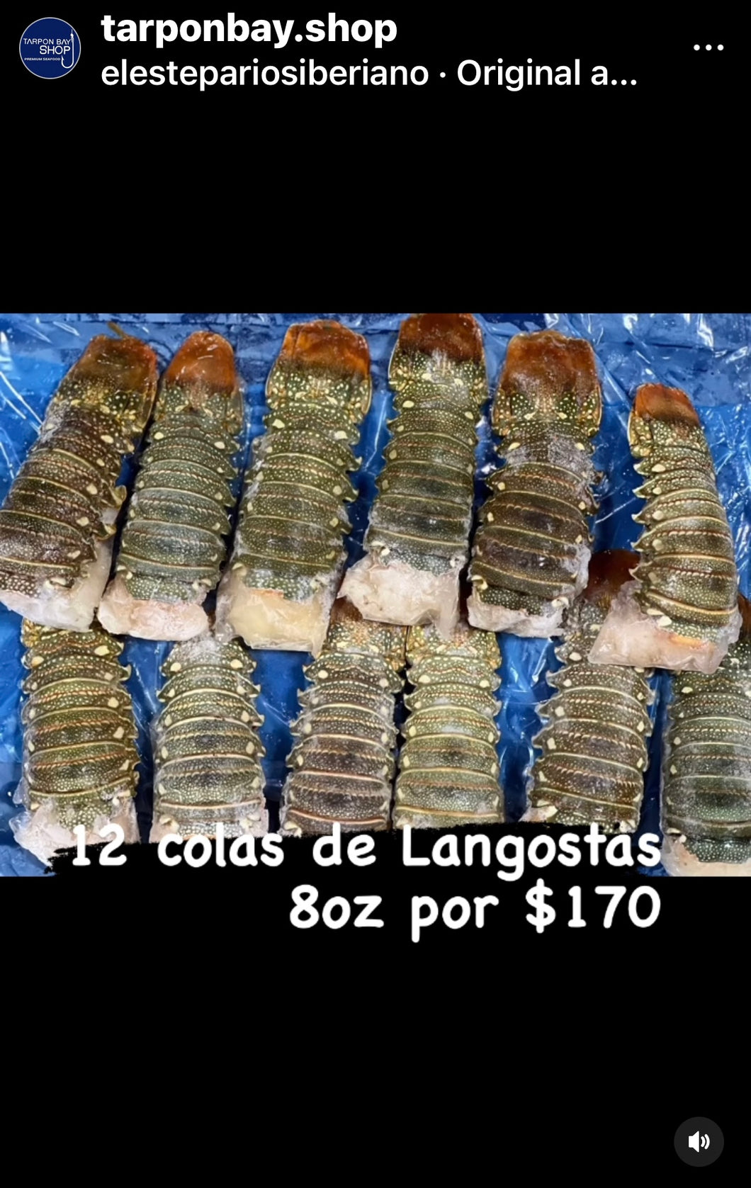 ••lobster tails 8 oz (12 tails)
